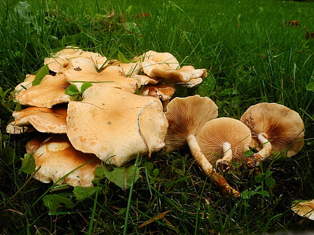 šupinovka Pholiota sp.