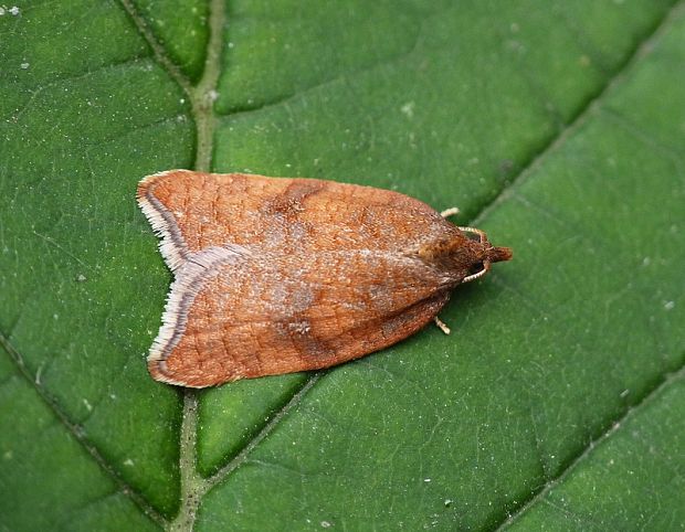 obaľovač hruškový Acleris rhombana