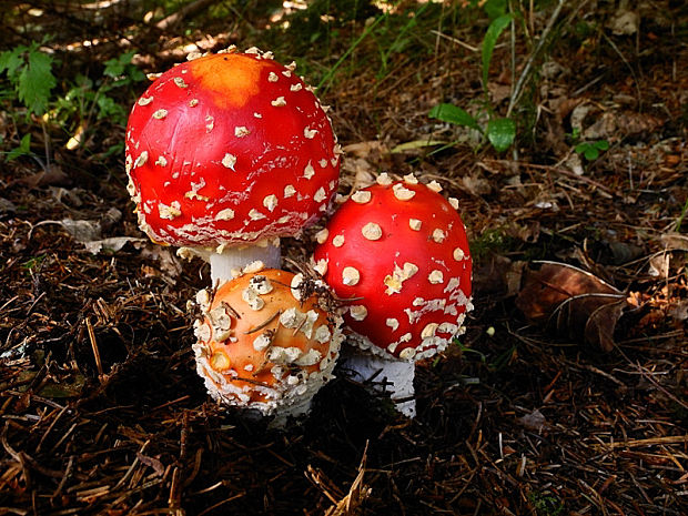 muchotrávka červená Amanita muscaria (L.) Lam.