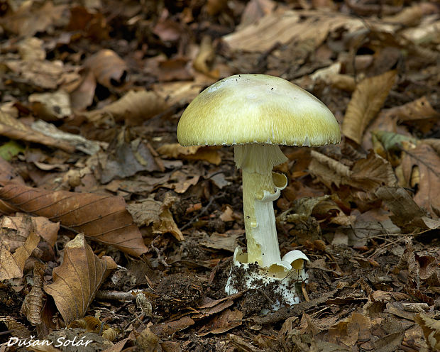 muchotrávka zelená Amanita phalloides (Vaill. ex Fr.) Link