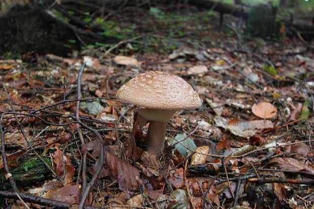 muchotrávka červenkastá Amanita rubescens Pers.