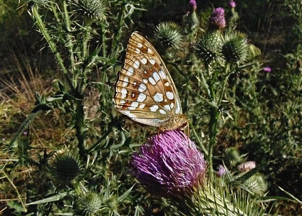 perlovec fialkový   /   perleťovec prostřední Argynnis adippe Denis & Schiffermüller, 1775