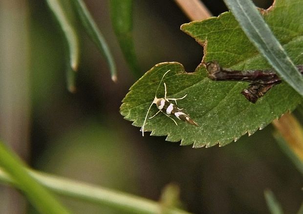 priadzovček jelšový   /   molovka olšová Argyresthia goedartella Linnaeus, 1758