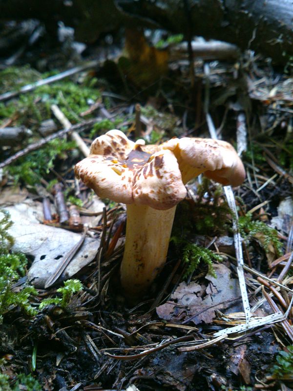 kuriatko jedlé ametystové Cantharellus amethysteus (Quél.) Sacc.