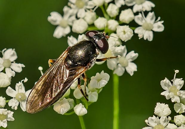 pestrica Cheilosia pagana