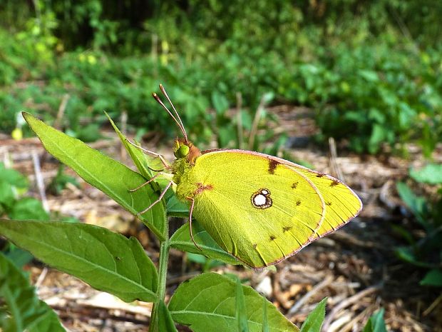 žltáčik Colias sp.