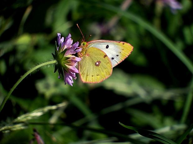 žltáčik Colias sp.