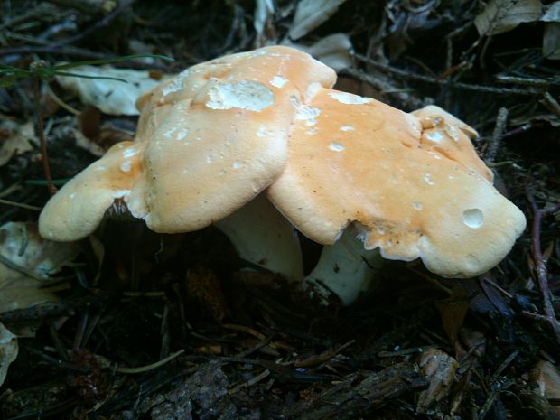 jelenka poprehýbaná Hydnum repandum L.