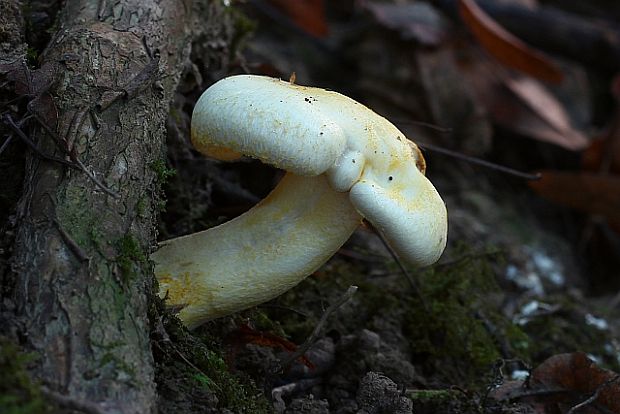 šťavnačka žltovločkatá Hygrophorus chrysodon (Batsch) Fr.