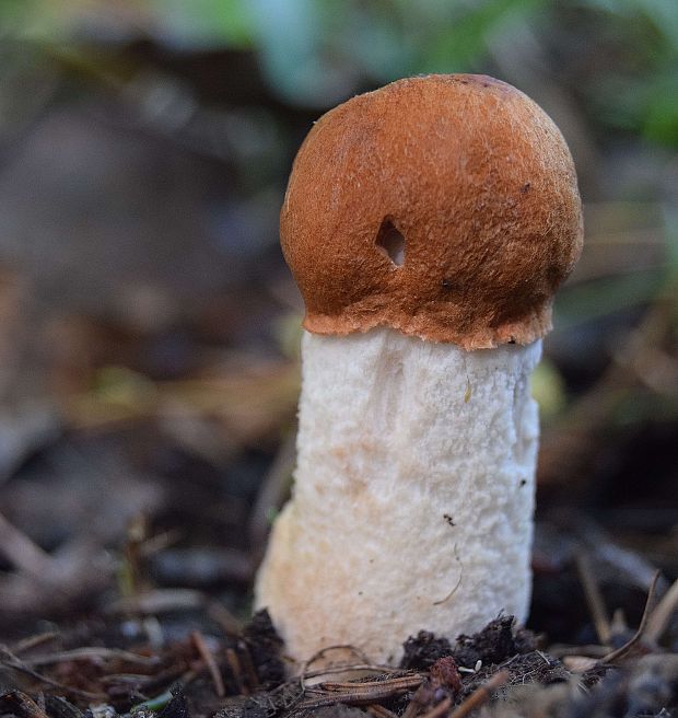 kozák osikový Leccinum albostipitatum den Bakker & Noordel.