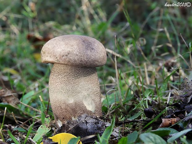 kozák topoľový Leccinum duriusculum (Schulzer ex Kalchbr.) Singer