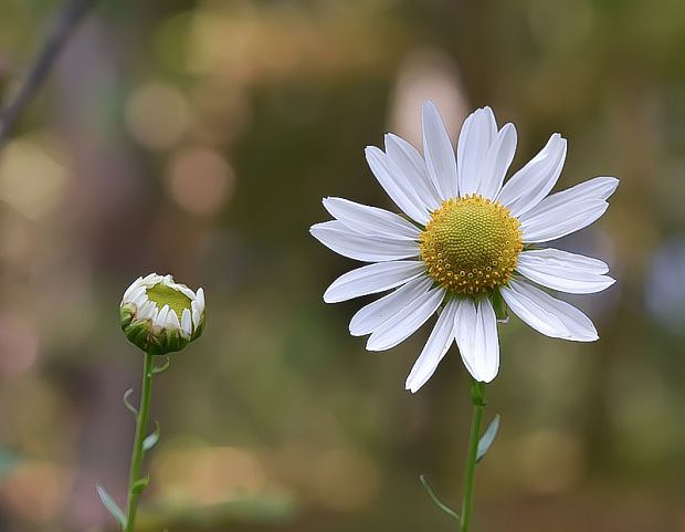 králik neskorý Leucanthemella serotina (L.) Tzvelev