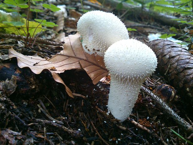 prášnica bradavičnatá Lycoperdon perlatum Pers.