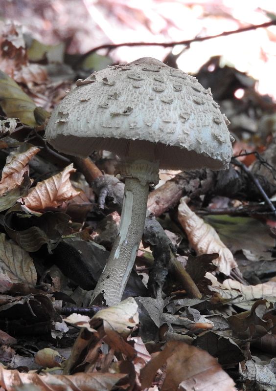 bedľa Macrolepiota sp.