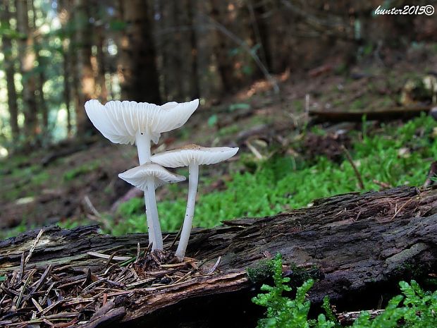 prilbička Mycena sp.