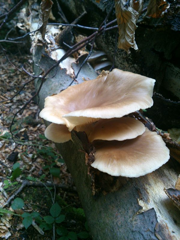 hliva buková Pleurotus pulmonarius (Fr.) Quél.