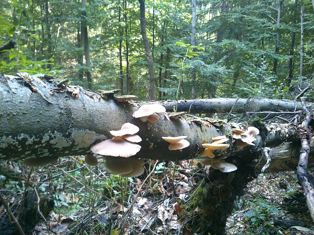 hliva buková Pleurotus pulmonarius (Fr.) Quél.