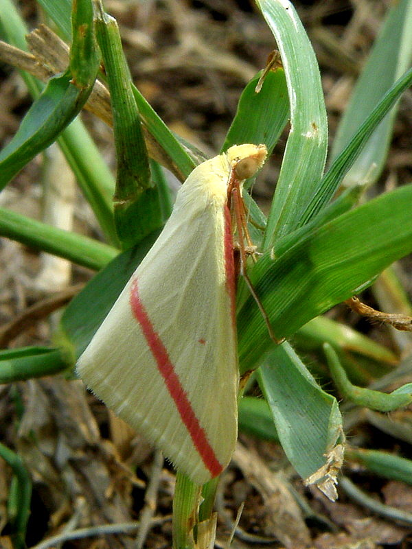 piadica stavikrvová  Rhodometra sacraria  Linnaeus, 1767