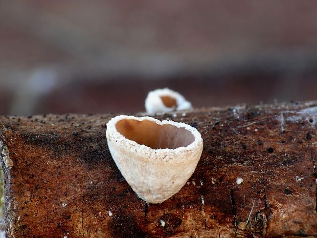 škľabka plstnatá Schizophyllum amplum (Lév.) Nakasone