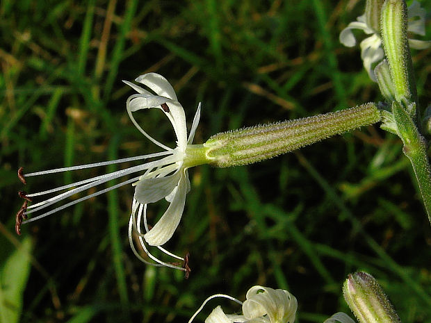 silenka mnohokvetá Silene multiflora  (Ehrh.) Pers.