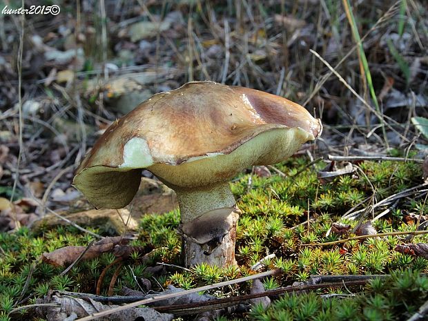 masliak obyčajný Suillus luteus (L.) Roussel