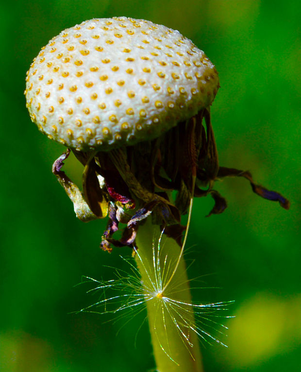 púpava Taraxacum sp.