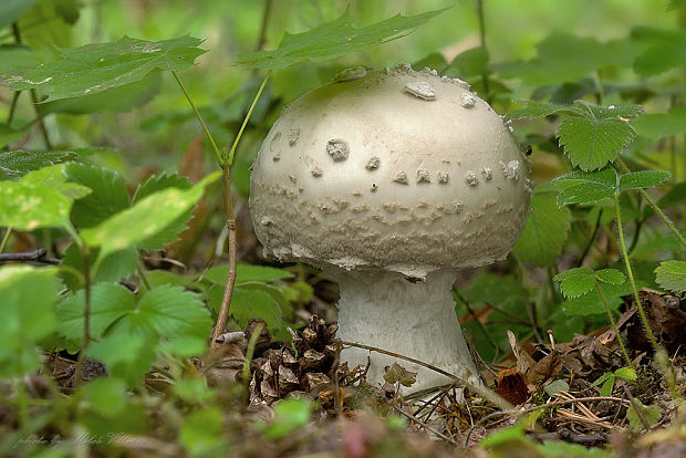 muchotrávka šiškovitá Amanita strobiliformis Gonn. & Rabenh.