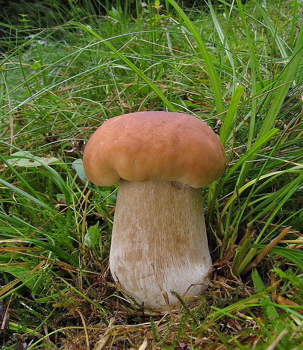 hríb smrekový Boletus edulis Bull.