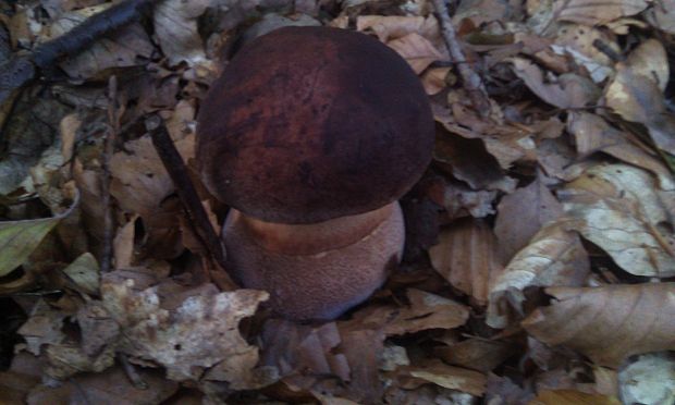 hríb sosnový Boletus pinophilus Pil. et Dermek in Pil.