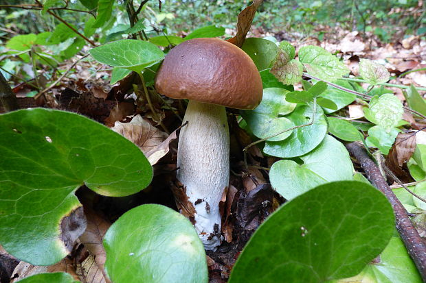 hríb dubový Boletus reticulatus Schaeff.