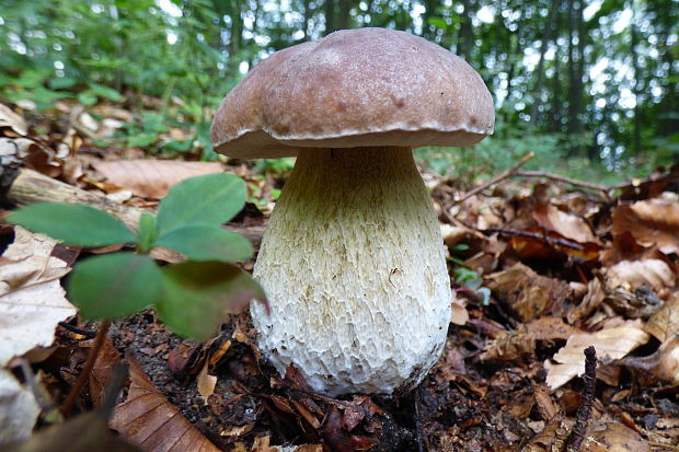 hríb dubový Boletus reticulatus Schaeff.