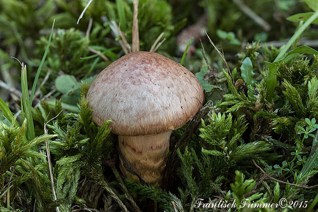 sliziak lepkavý Chroogomphus rutilus (Schaeff.) O.K. Mill.