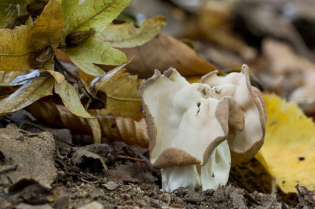 chriapač kučeravý Helvella crispa (Scop.) Fr.