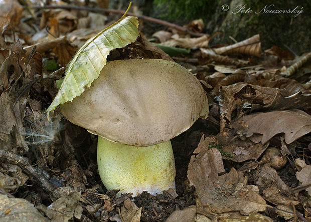 hríb plavý Hemileccinum impolitum (Fr.) Šutara