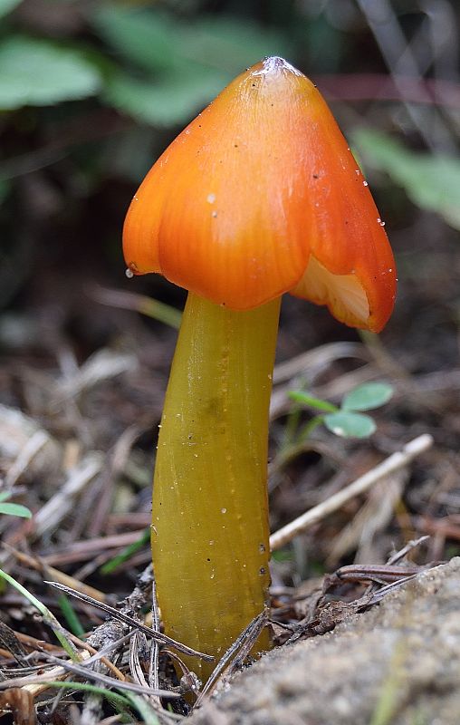 lúčnica kužeľovitá Hygrocybe conica (Schaeff.) P. Kumm.