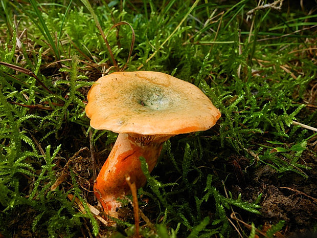 rýdzik pravý Lactarius deliciosus (L.) Gray