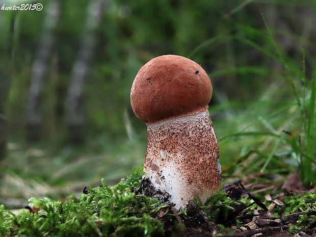 kozák dubový Leccinum aurantiacum (Bull.) Gray