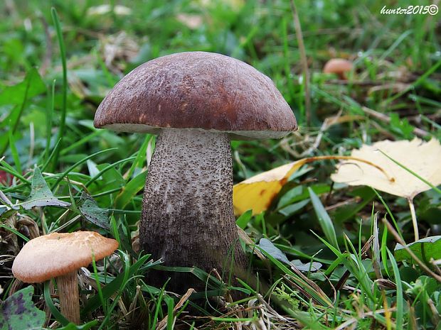 kozák brezový Leccinum scabrum (Bull.) Gray