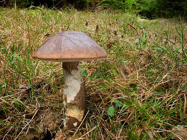 kozák brezový Leccinum scabrum (Bull.) Gray