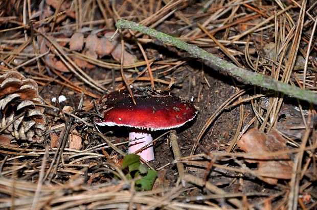 plávka vínovočervená Russula xerampelina (Schaeff.) Fr.