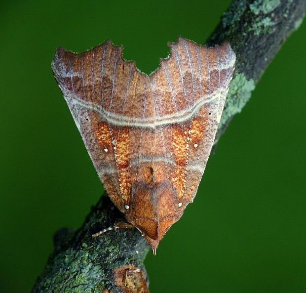 mora pivničná Scoliopteryx libatrix