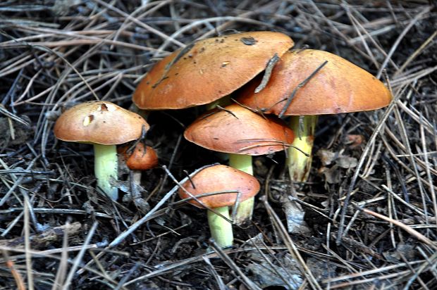 masliak zrnitý Suillus granulatus (L.) Roussel