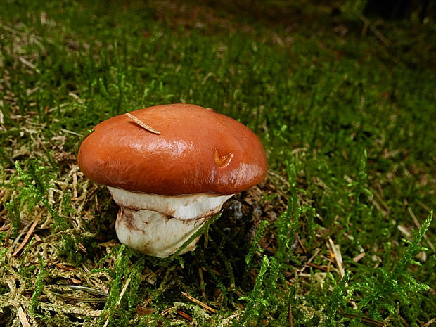 masliak obyčajný Suillus luteus (L.) Roussel