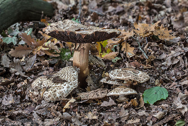 pečiarka trsovitá Agaricus bohusii Bon