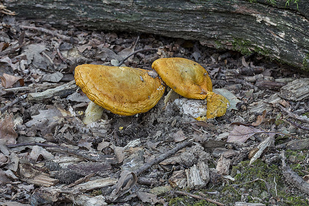 muchotrávka cisárska Amanita caesarea (Scop.) Pers.