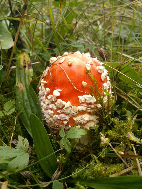 muchotrávka červená Amanita muscaria (L.) Lam.