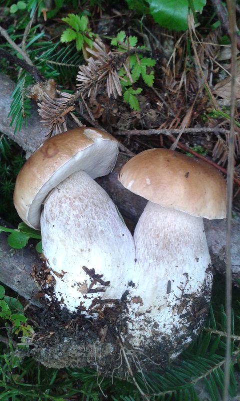 hríb smrekový Boletus edulis var. arenarius H. Engel, Krieglst. & Dermek 1983