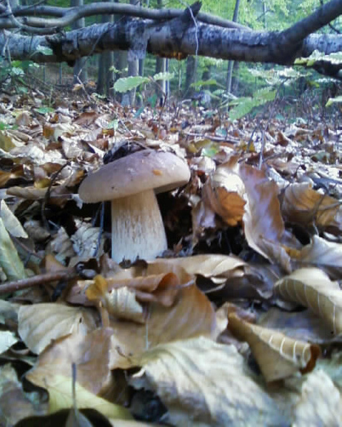 hríb smrekový Boletus edulis Bull.