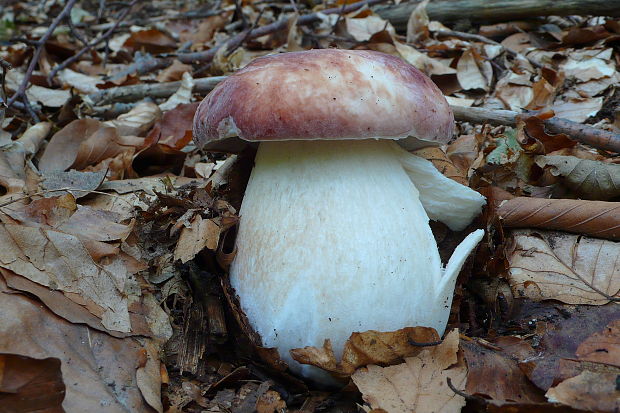 hríb sosnový Boletus pinophilus Pil. et Dermek in Pil.