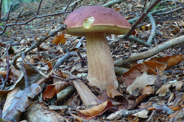 hríb sosnový Boletus pinophilus Pil. et Dermek in Pil.